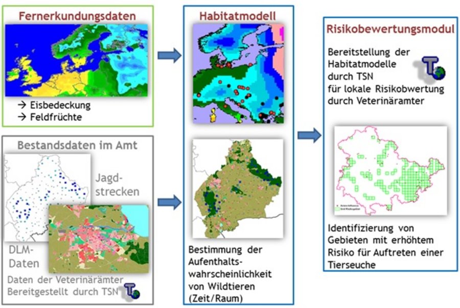 Das Bild zeigt beispielhafte Karten, die Bestands, Fernerkundungsdaten, das Habitatmodell und das Reisikobewertungsmodell darstellen sollen.Diese sind jeweils mit Pfeilen verbunden und ziegen als Ergebnis das Risikobewertungsmodul.