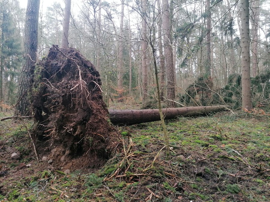Wurzelteller einer umgestürzten Fichte im Nadelwald.