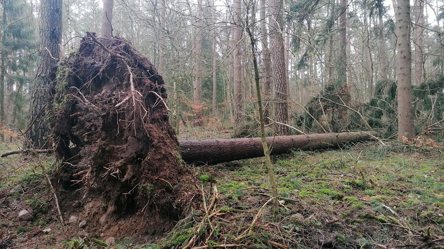 Wurzelteller einer umgestürzten Fichte im Nadelwald.