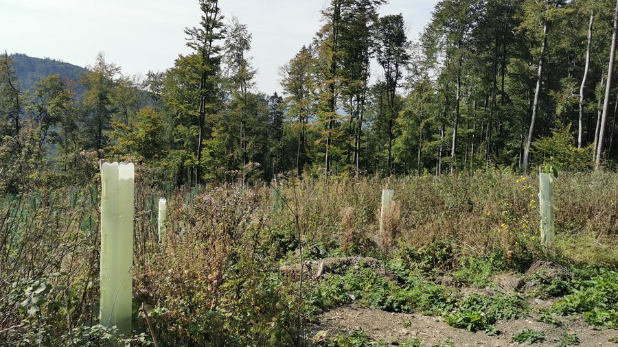 Brachfläche im Wald mit neu angepflanzten Bäumen, geschützt mit Wuchshüllen.