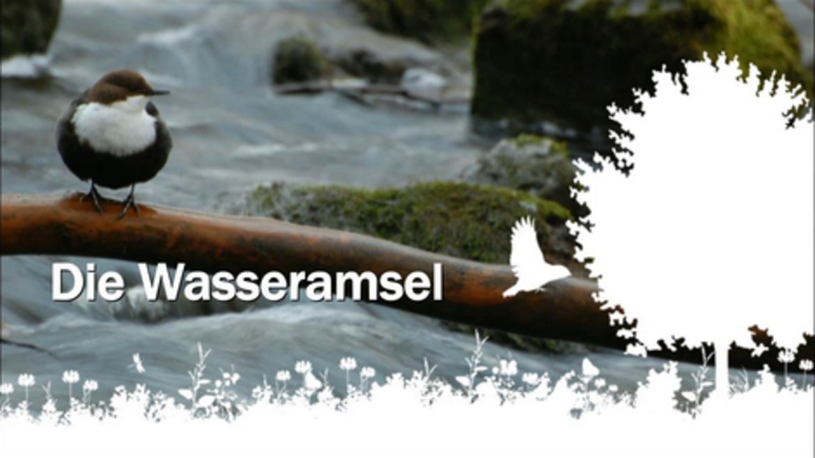 Die Wasseramsel an einem Flusslauf