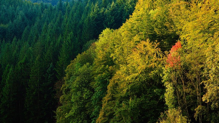 Blick aus der Vogelperspektive auf einen Herbstwald im Hang. 
