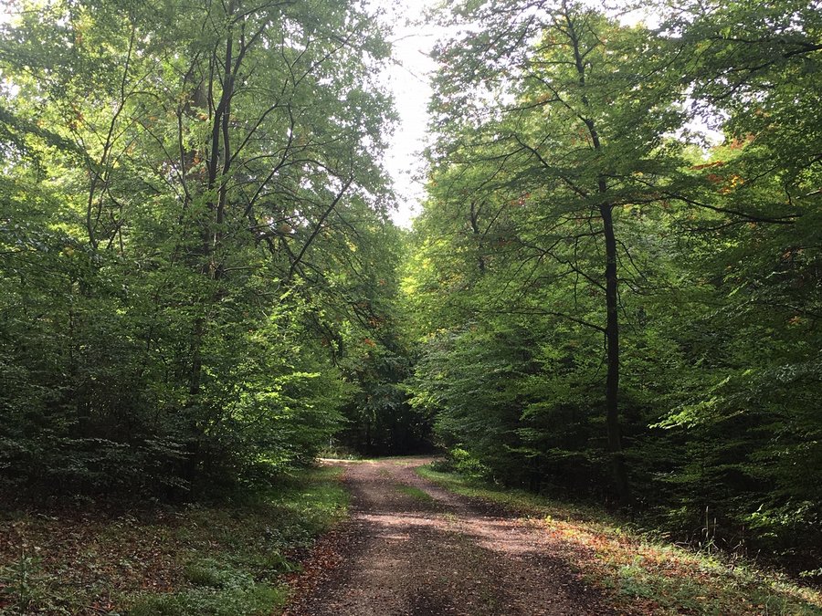 Waldweg im sommerlichen Buchenwald. 