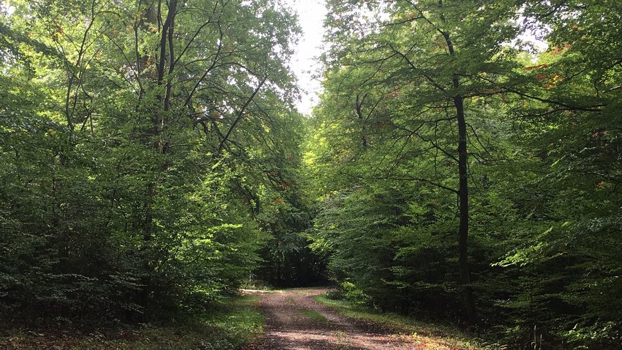 Waldweg im sommerlichen Buchenwald. 
