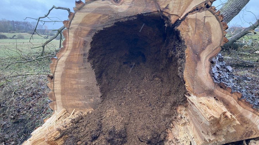 Blick in den hohlen Stamm einer sehr dicken, gefällten Pappel. Aus dem Stamminneren rieselt zerfallenes Kernholz, der Baum war offensichtlich von innen verfault.
