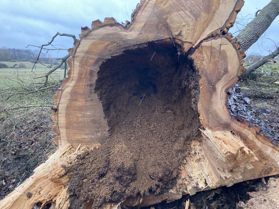 Blick in den hohlen Stamm einer sehr dicken, gefällten Pappel. Aus dem Stamminneren rieselt zerfallenes Kernholz, der Baum war offensichtlich von innen verfault.
