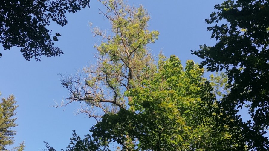 Blick von unten in die Krone einer geschädigten Esche vor blauem Himmel.