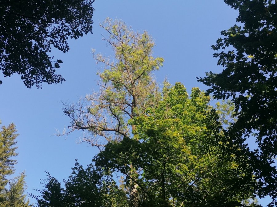 Blick von unten in die Krone einer geschädigten Esche vor blauem Himmel.