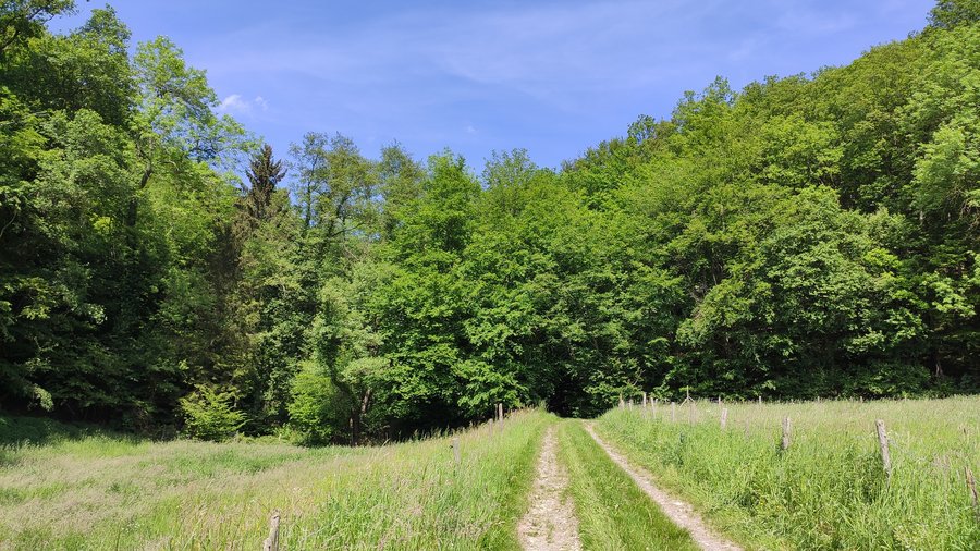 Feldweg, der in sommerlichen Laubwald führt.