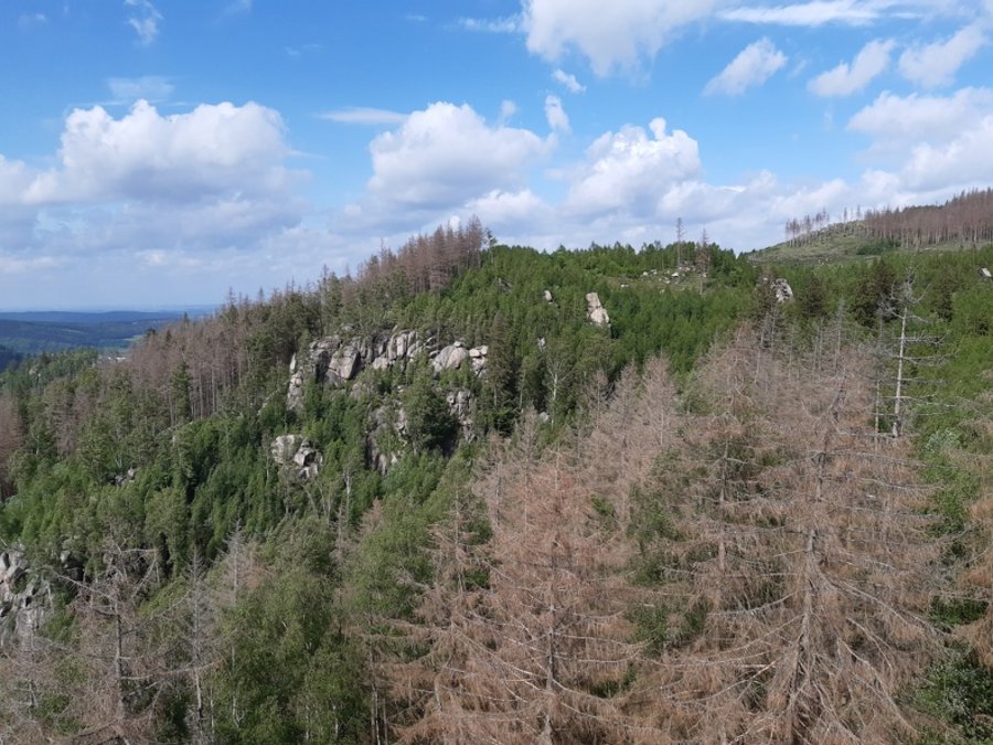 Wald an einem Hang, Fichten teilweise abgestorben und vertrocknet.