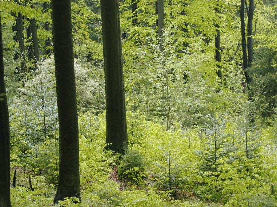 Blick in einen Mischwald mit einer Mischung aus Altbestand und Aufwuchs. 