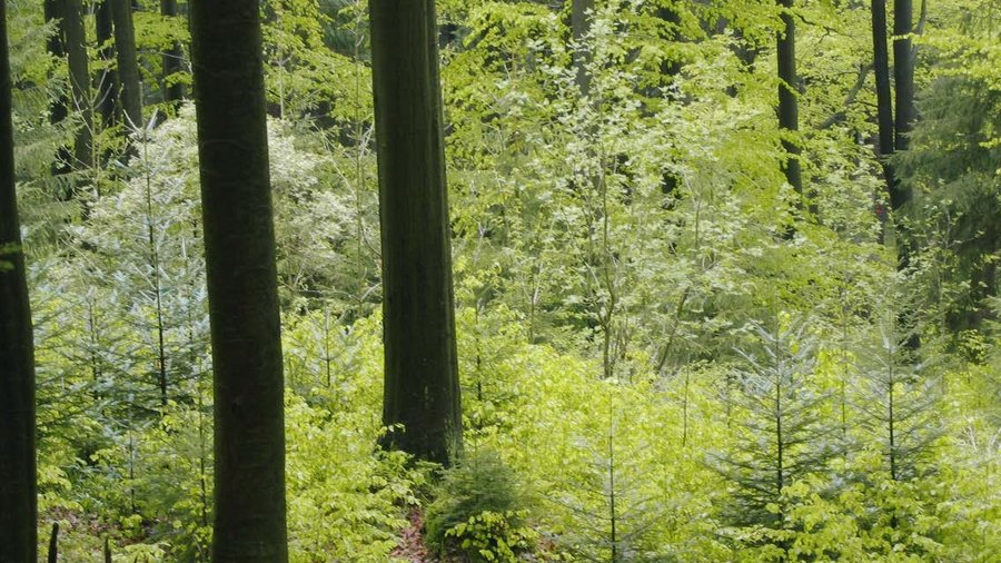 Blick in einen Mischwald mit einer Mischung aus Altbestand und Aufwuchs. 