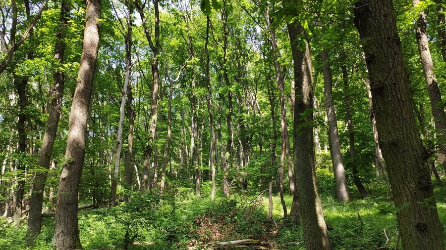 Blick in sommergrünen Laubwald