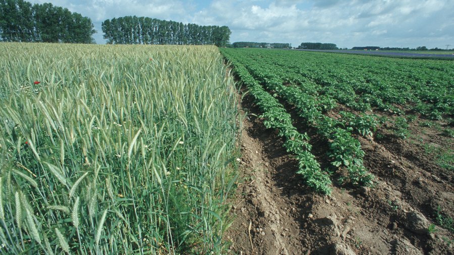 Nebeneinander liegende Äcker mit Getreide und Kartoffeln.