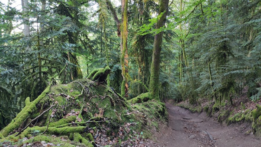 Waldweg durch Nadelwald, Böschung mit Moos bewachsten.