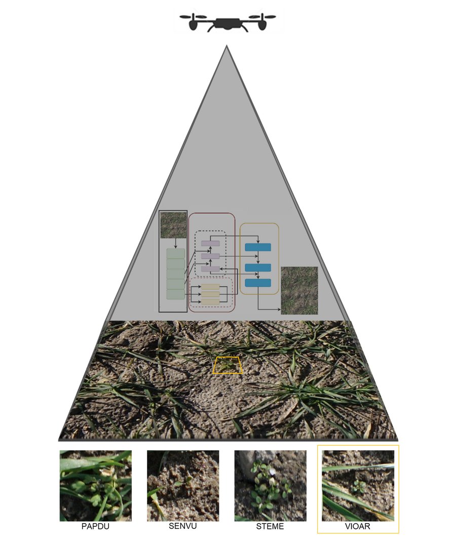 Schematische Darstellung der Unkrauterkennung mit Hilfe einer Drohne. Erläuterung im Text. 